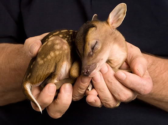 AdvocateforSavingAnimals