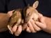 AdvocateforSavingAnimals