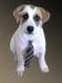 AdvocateforSavingDogs
