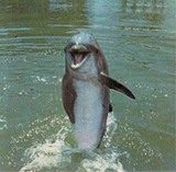 BABYDOLLPHIN1962