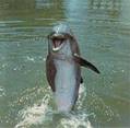 BABYDOLLPHIN1962