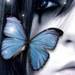 BUTTERFLYLOVER