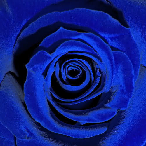 Blue_Rose