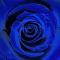 Blue_Rose