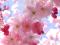 CherryB