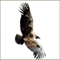 Condor