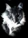 CrazyCatLady