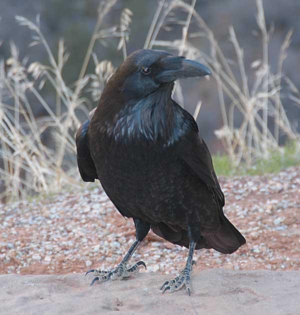 Crone