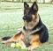 DIXIE32680