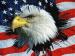Eagle032