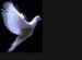 Eve4Peace