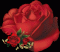 ForYou1