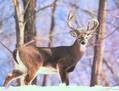 HornedBuck
