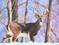 HornedBuck