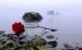 IrishRose
