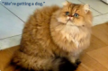 KittyGrimnirs