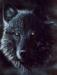Last_English_Wolf