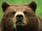 LordGrizzly