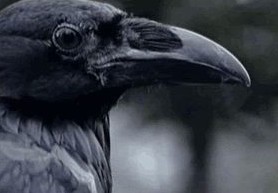 Madame_Poe