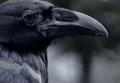 Madame_Poe