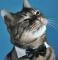 Meowface