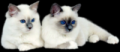 Mittens