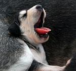 Mr_Wolf