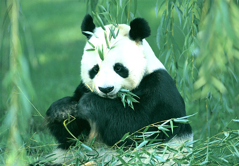 Mrs_Panda