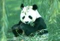 Mrs_Panda