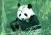 Mrs_Panda