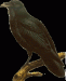 RAVENTHEBIRD