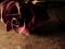 RusticRose