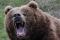 SYLOGrizz15