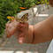 Shellbell