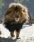 Thelionsking