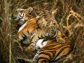 Tiger08