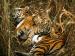 Tiger08