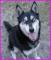 TowDog