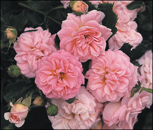 VictoriasRoses