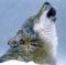 WinterWild