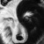 Wisewolf
