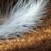 angel777silver