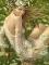 angelsgarden