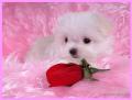bridgett