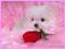 bridgett