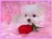bridgett