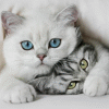 carolinacatsmom