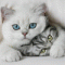 carolinacatsmom