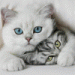 carolinacatsmom