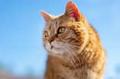 catlady540